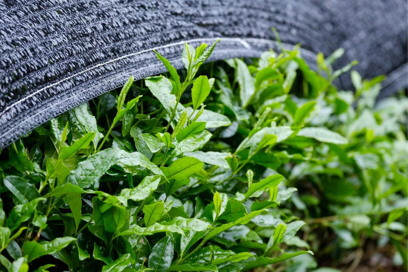 Gyokuro thé vert japonais : Secrets de son processus de fabrication