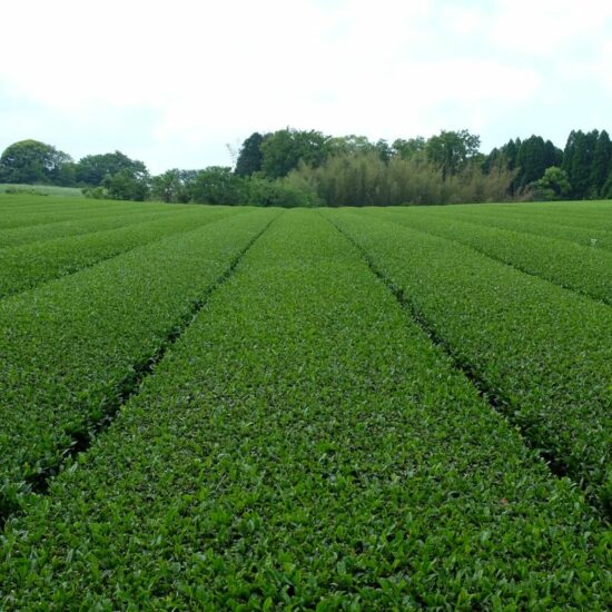 Thé Matcha cérémonie Suisen 20g