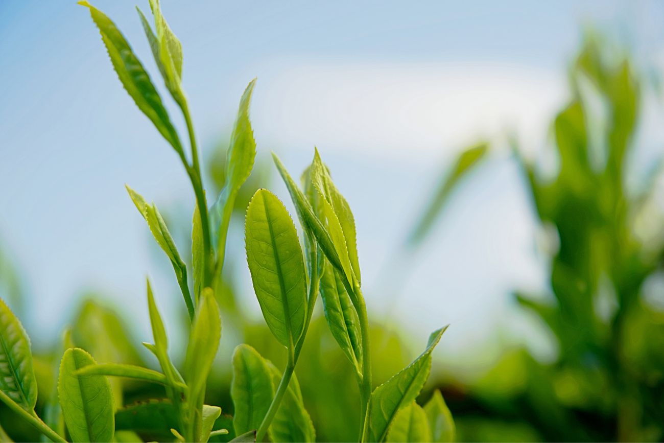 Quelle est la plante du thé vert ? Origines, fabrication, variétés