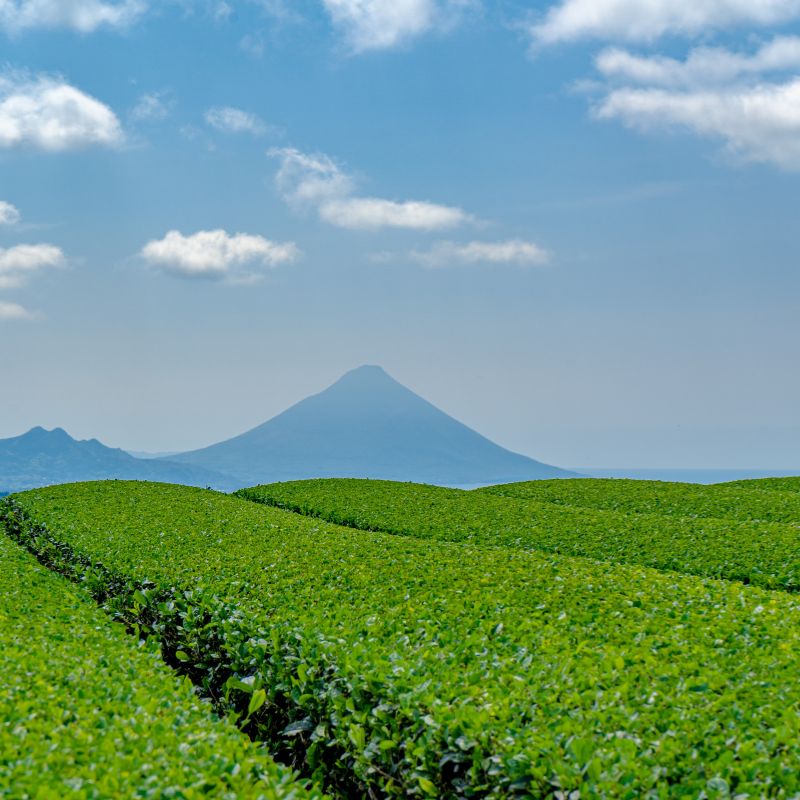 Plantation de thé à Kagoshima — terroir volcanique