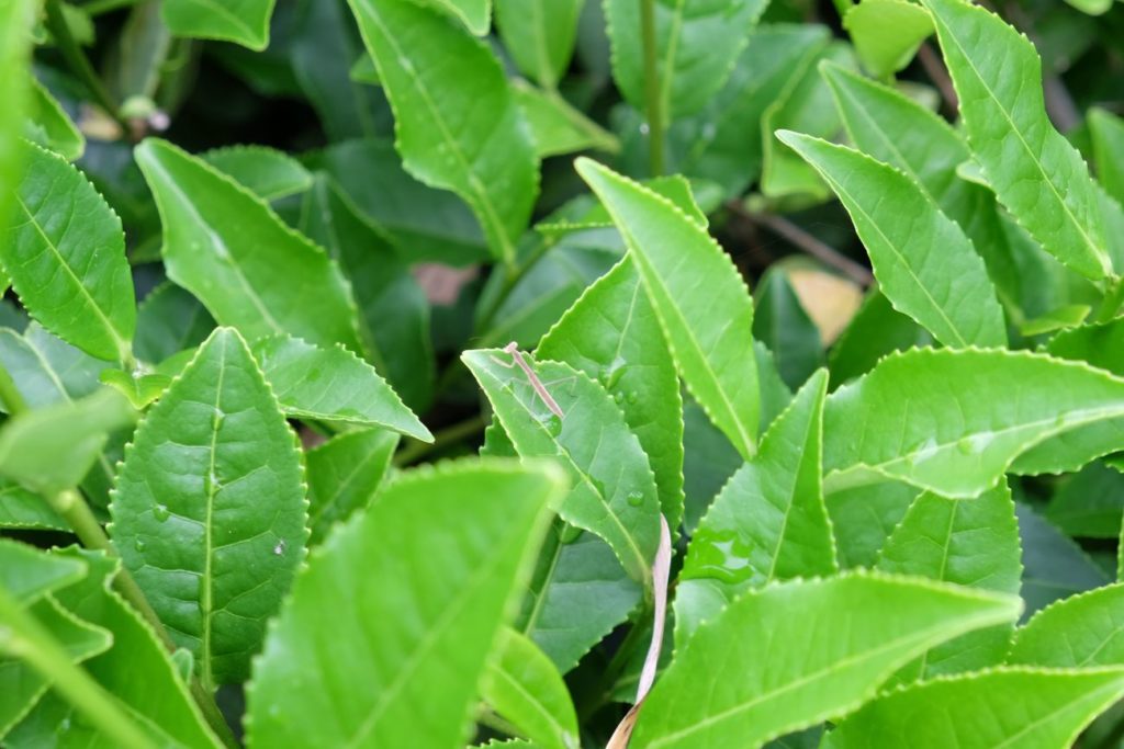 Bienfaits du thé vert