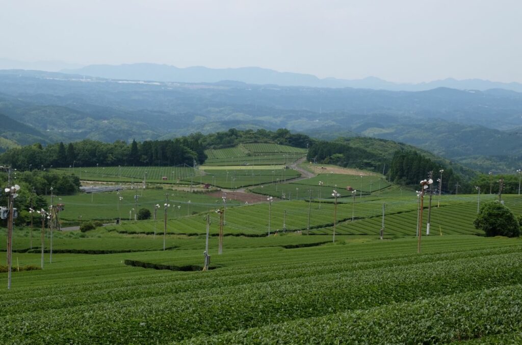 Variétés de thé vert japonais : Découvrez les cultivars avec Shôbi