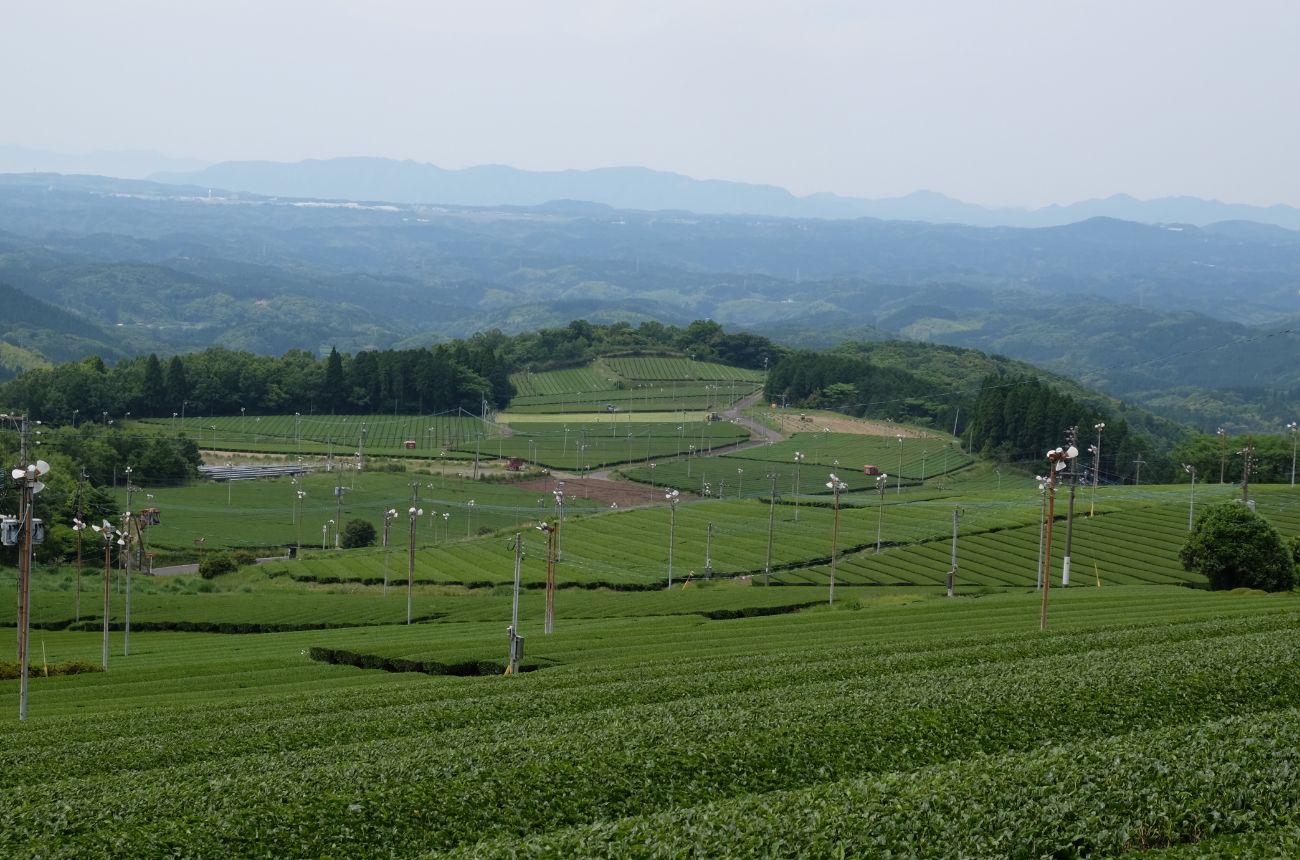 Variétés de thé vert japonais : Découvrez les cultivars avec Shôbi